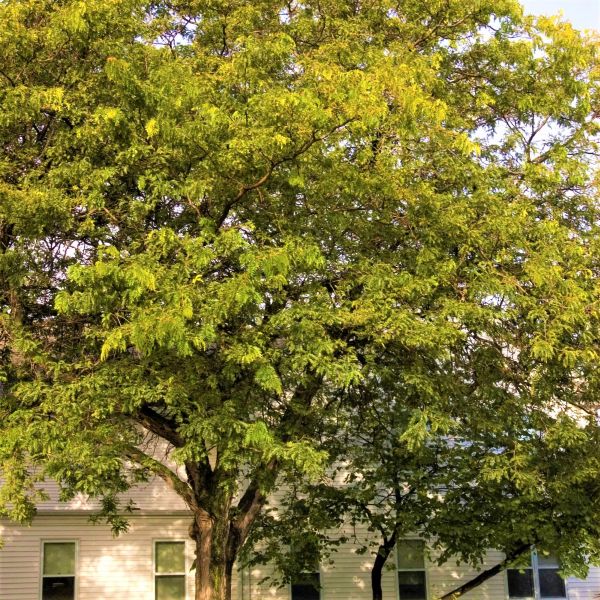 Sunburst® Honeylocust - Image 4