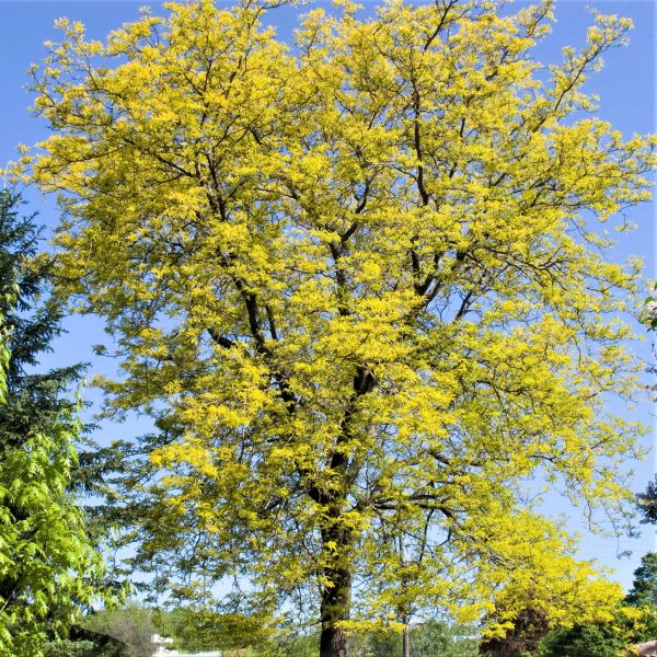 Sunburst® Honeylocust