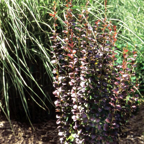 Helmond Pillar Barberry - Image 4