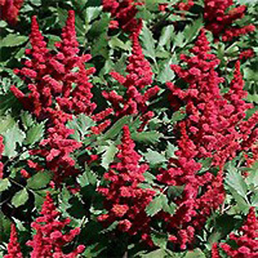 Vision in Red Astilbe - Image 3