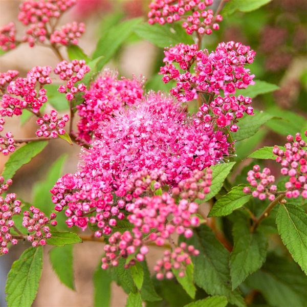 Superstar™ Spirea - Image 4