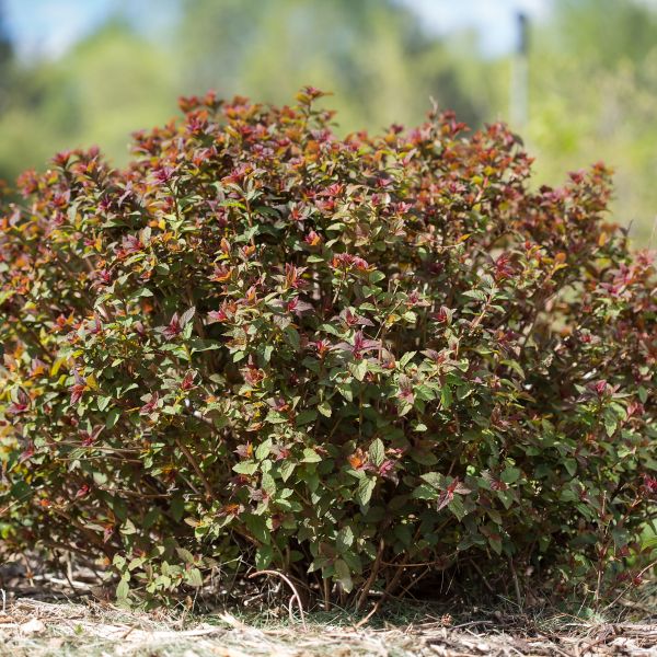 Superstar™ Spirea - Image 3