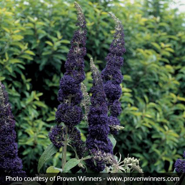 English Butterfly™ Adonis Blue™ Butterfly Bush