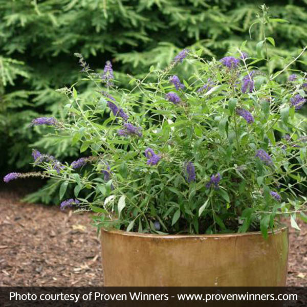 English Butterfly™ Adonis Blue™ Butterfly Bush - Image 3