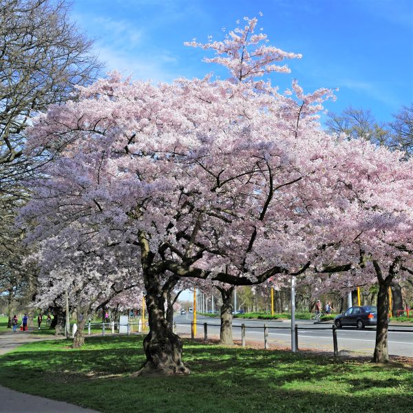 Akebono Flowering Cherry - Image 3