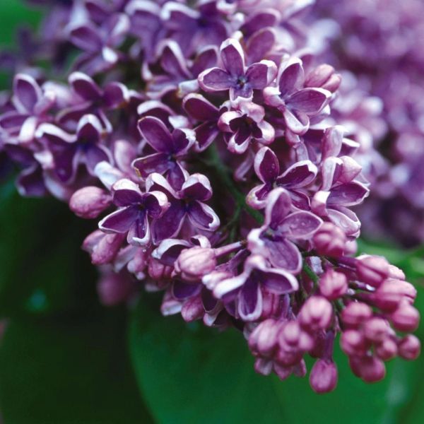 Albert F Holden Lilac - Image 3