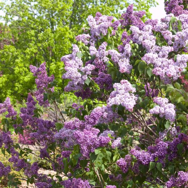 Albert F Holden Lilac - Image 4