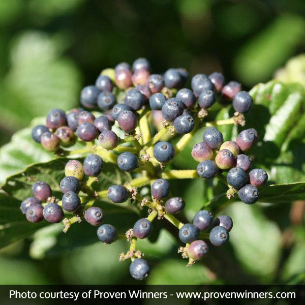All That Glitters® Arrowwood Viburnum - Image 4