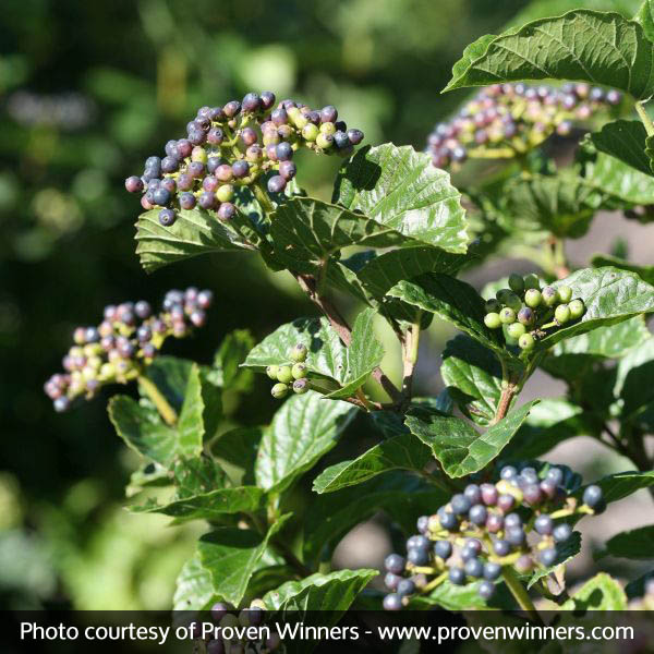 All That Glitters® Arrowwood Viburnum - Image 3