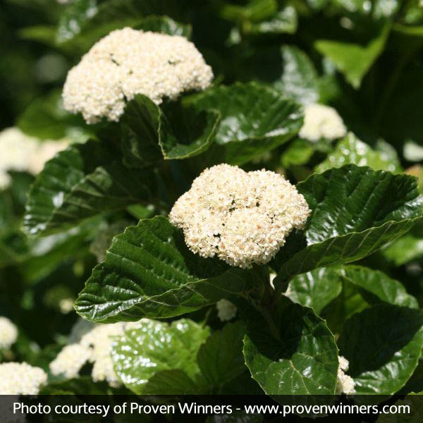 All That Glitters® Arrowwood Viburnum
