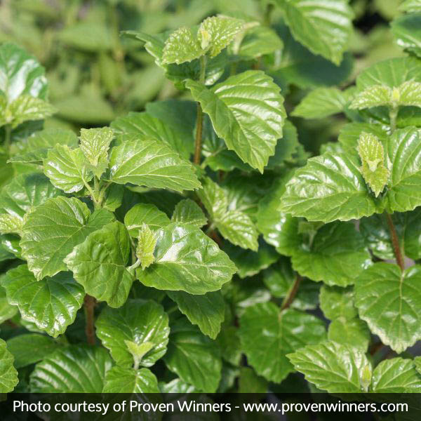 All That Glitters® Arrowwood Viburnum - Image 5