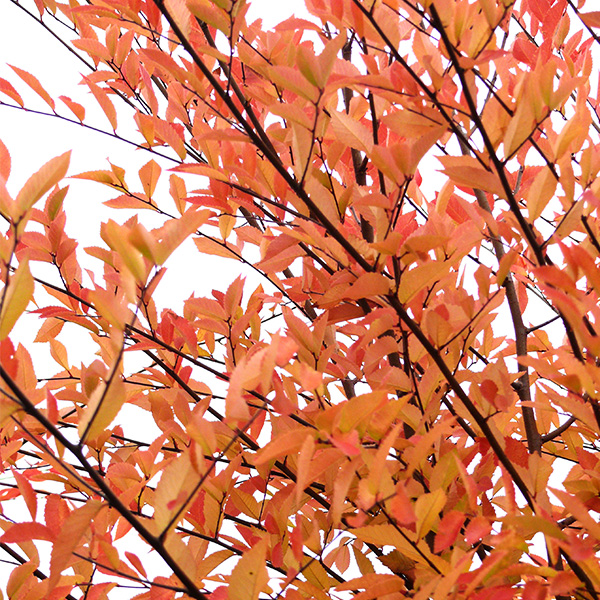 Elm Allée® - Image 3