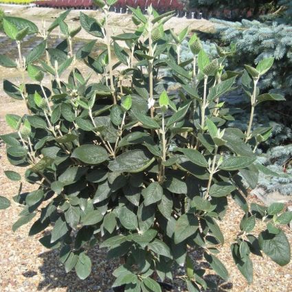 Allegheny Viburnum - Image 3