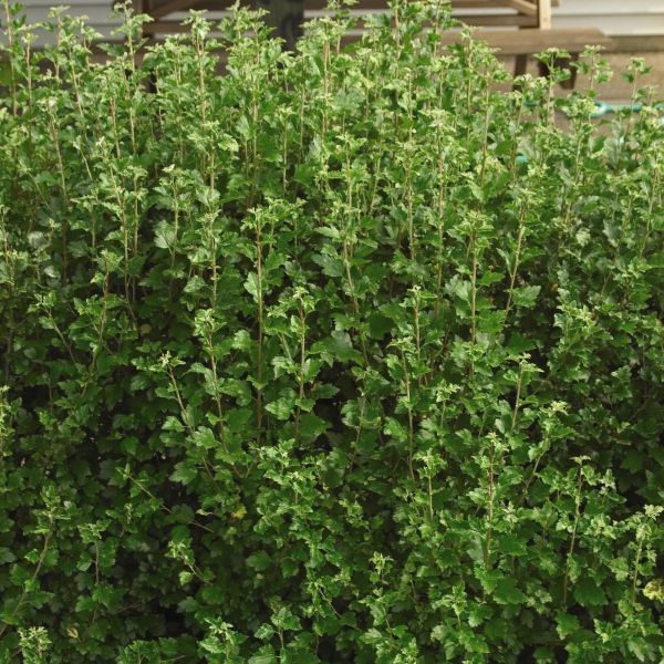 Alpine Currant - Image 2