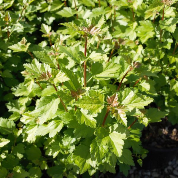 Alpine Currant - Image 4