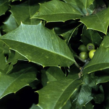 American Holly - Tree Form - Image 4