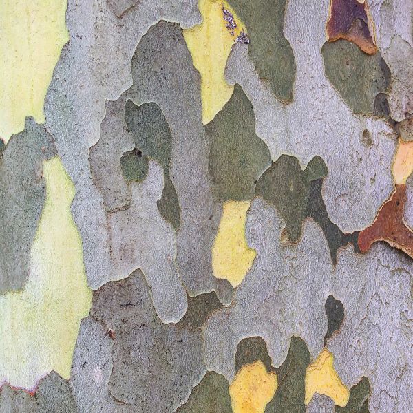 American Sycamore - Image 4