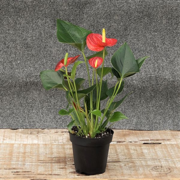 Anthurium - Image 3