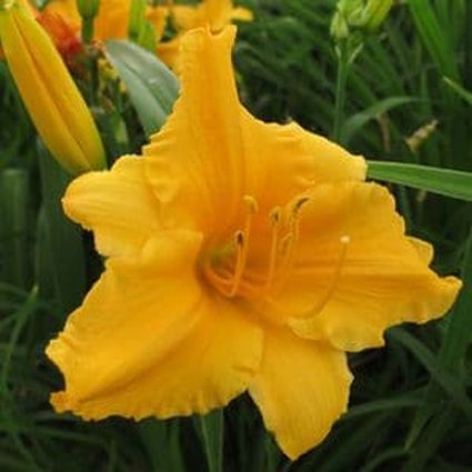 Apricot Sparkles Daylily - Image 3