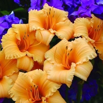 Apricot Sparkles Daylily