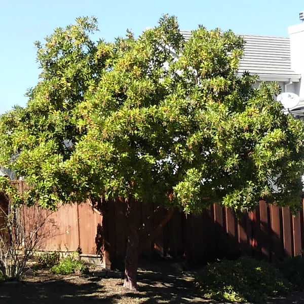 Marina Strawberry Tree - Image 2