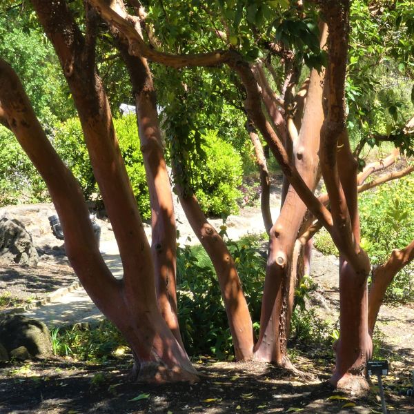 Marina Strawberry Tree - Image 4