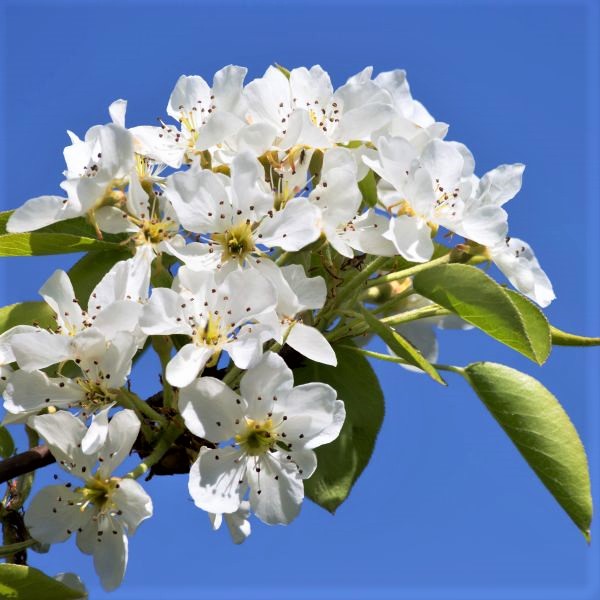 Aristocrat Flowering Pear - Image 4