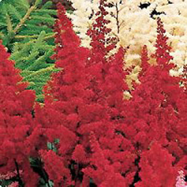 Vision in Red Astilbe - Image 4