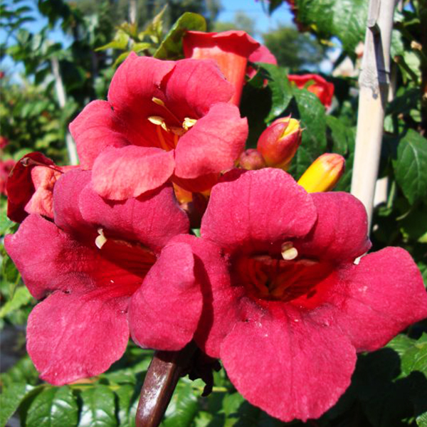 Atomic Red™ Trumpet Vine