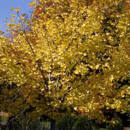 Autumn Gold Ginkgo - Image 3