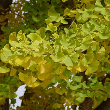 Autumn Gold Ginkgo - Image 4