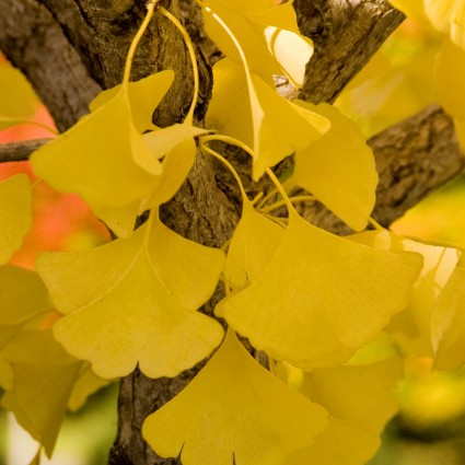 Autumn Gold Ginkgo - Image 5