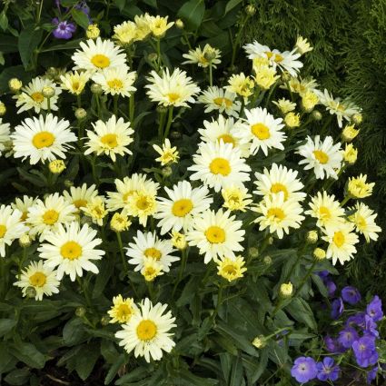 Banana Cream Shasta Daisy - Image 3