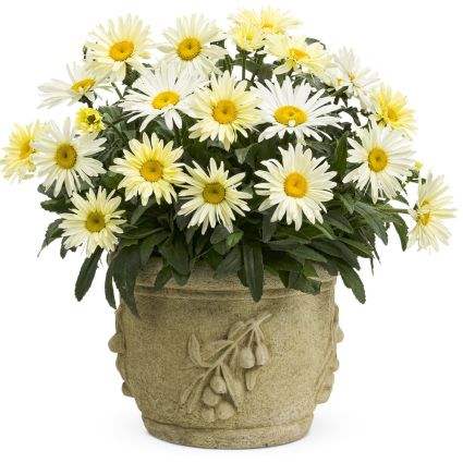 Banana Cream Shasta Daisy - Image 5