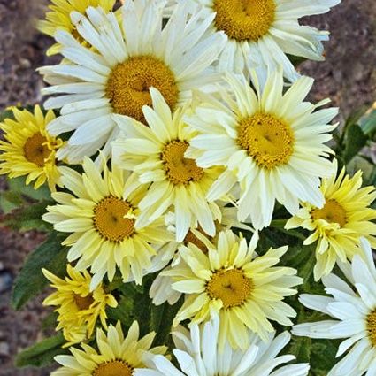Banana Cream Shasta Daisy - Image 4