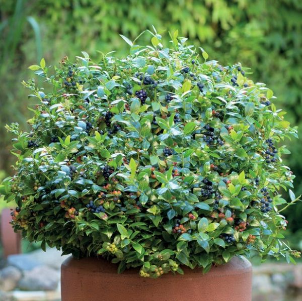 Bushel and Berry® Blueberry Glaze™ Blueberry