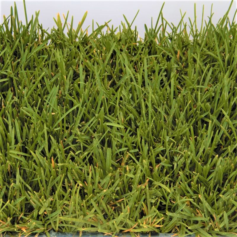 Bella™ Bluegrass Grass Plugs - Image 3