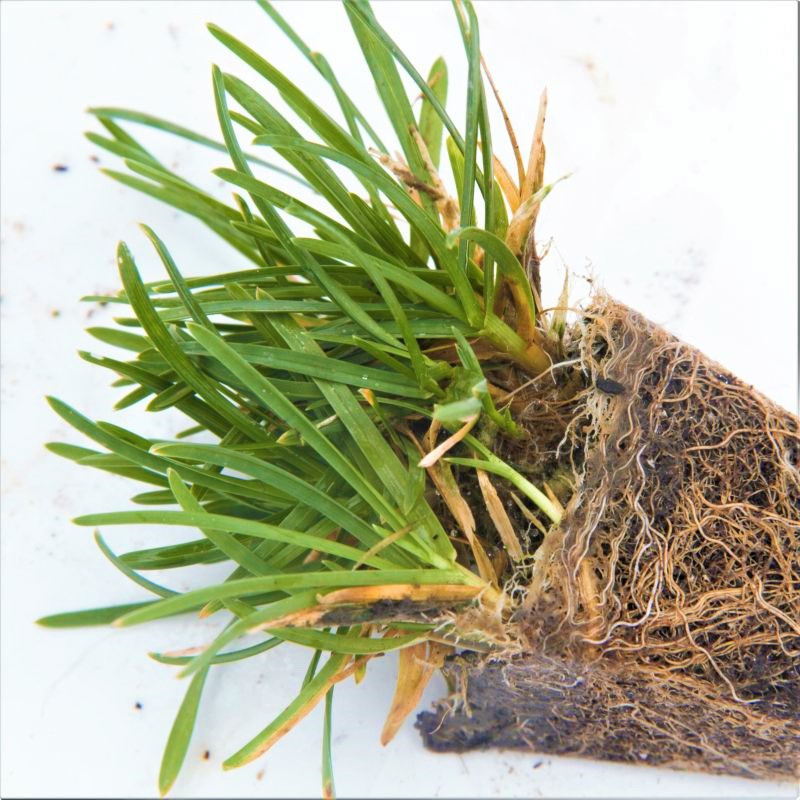 Bella™ Bluegrass Grass Plugs - Image 5