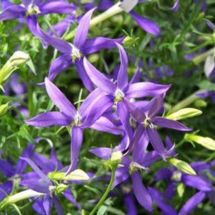 Beth's Blue Star Flower - Image 3