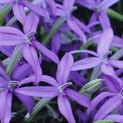 Beth's Blue Star Flower - Image 4