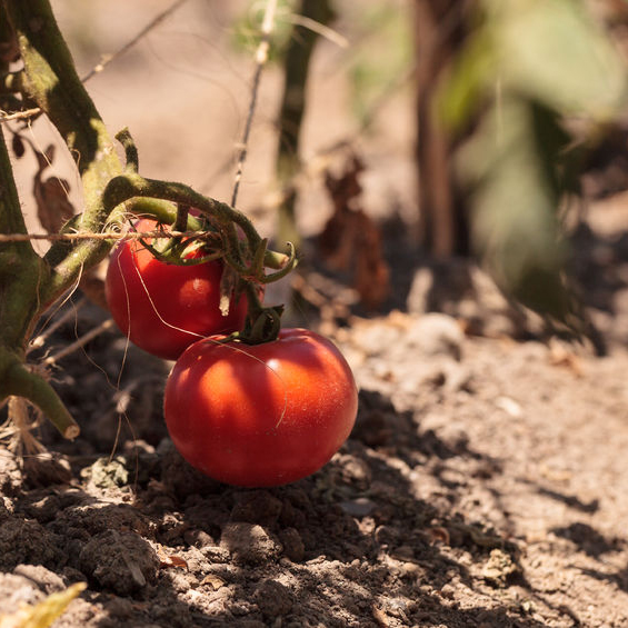 Better Boy Tomato