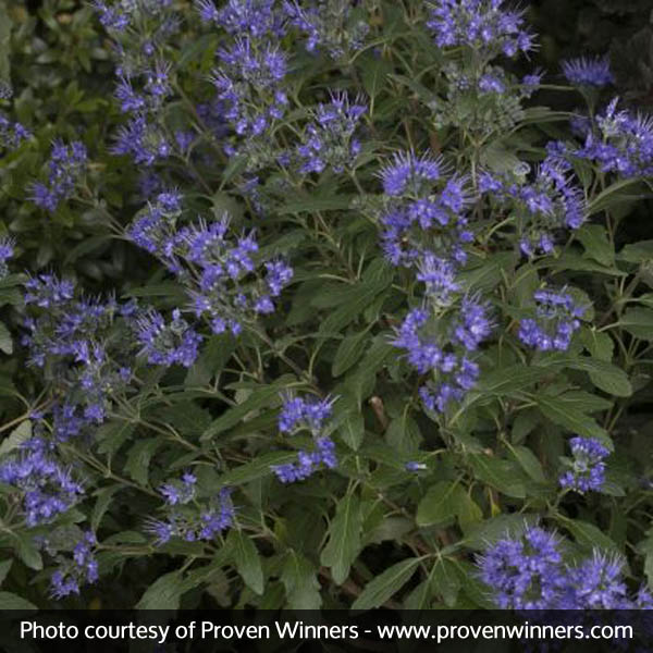 Beyond Midnight® Bluebeard