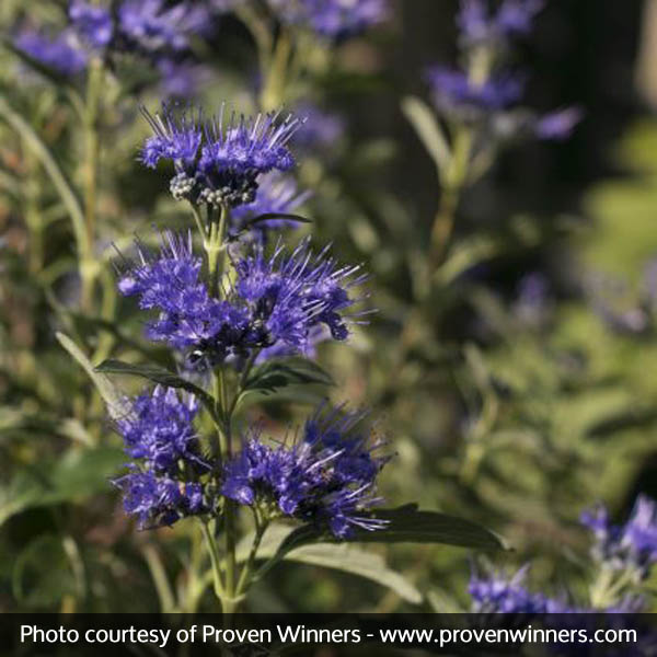 Beyond Midnight® Bluebeard - Image 4