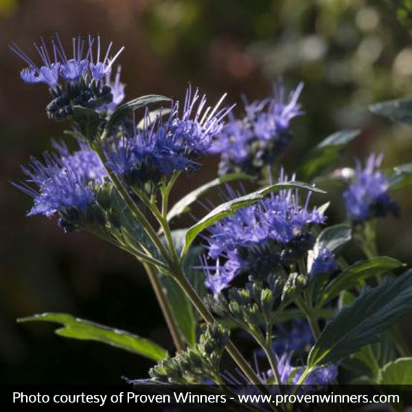 Beyond Midnight® Bluebeard - Image 5