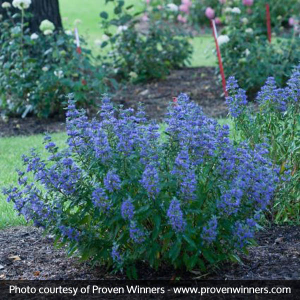 Beyond Midnight® Bluebeard - Image 3