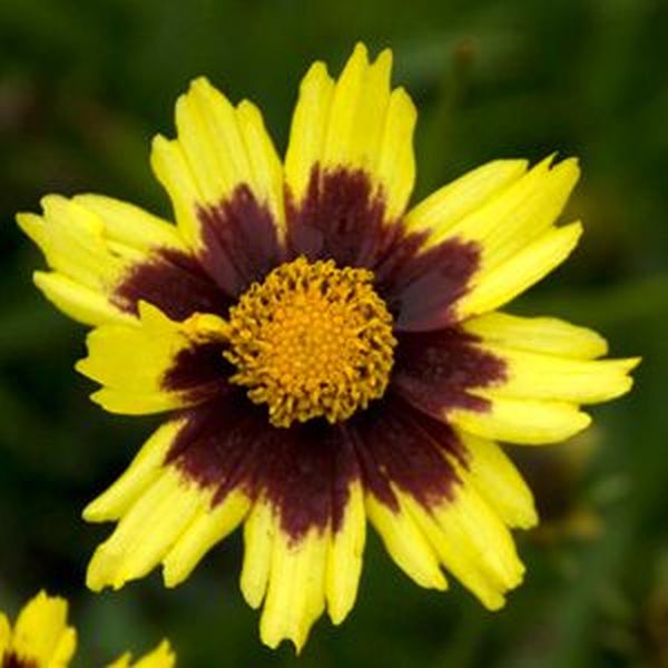 Big Bang Cosmic Eye Coreopsis