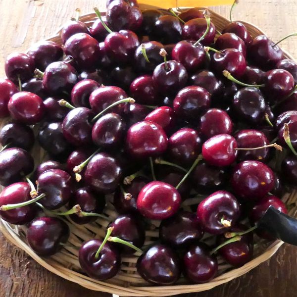 Bing Cherry Tree - Image 5