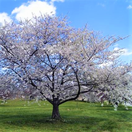 Bing Cherry Tree - Image 3