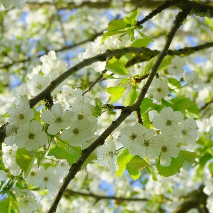 Bing Cherry Tree - Image 4