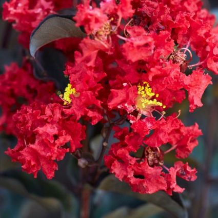 Black Diamond® Crimson Red™ Crape Myrtle